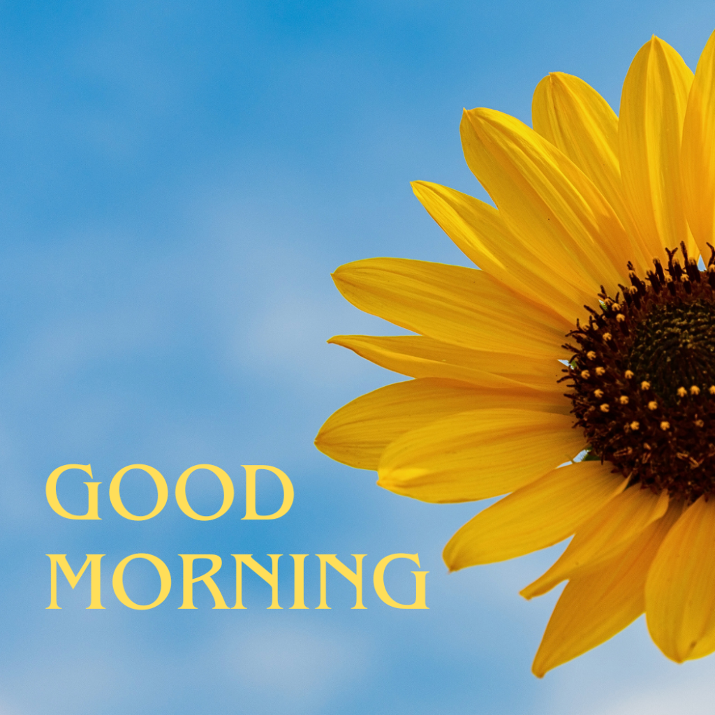 good morning wishes images with sunflower