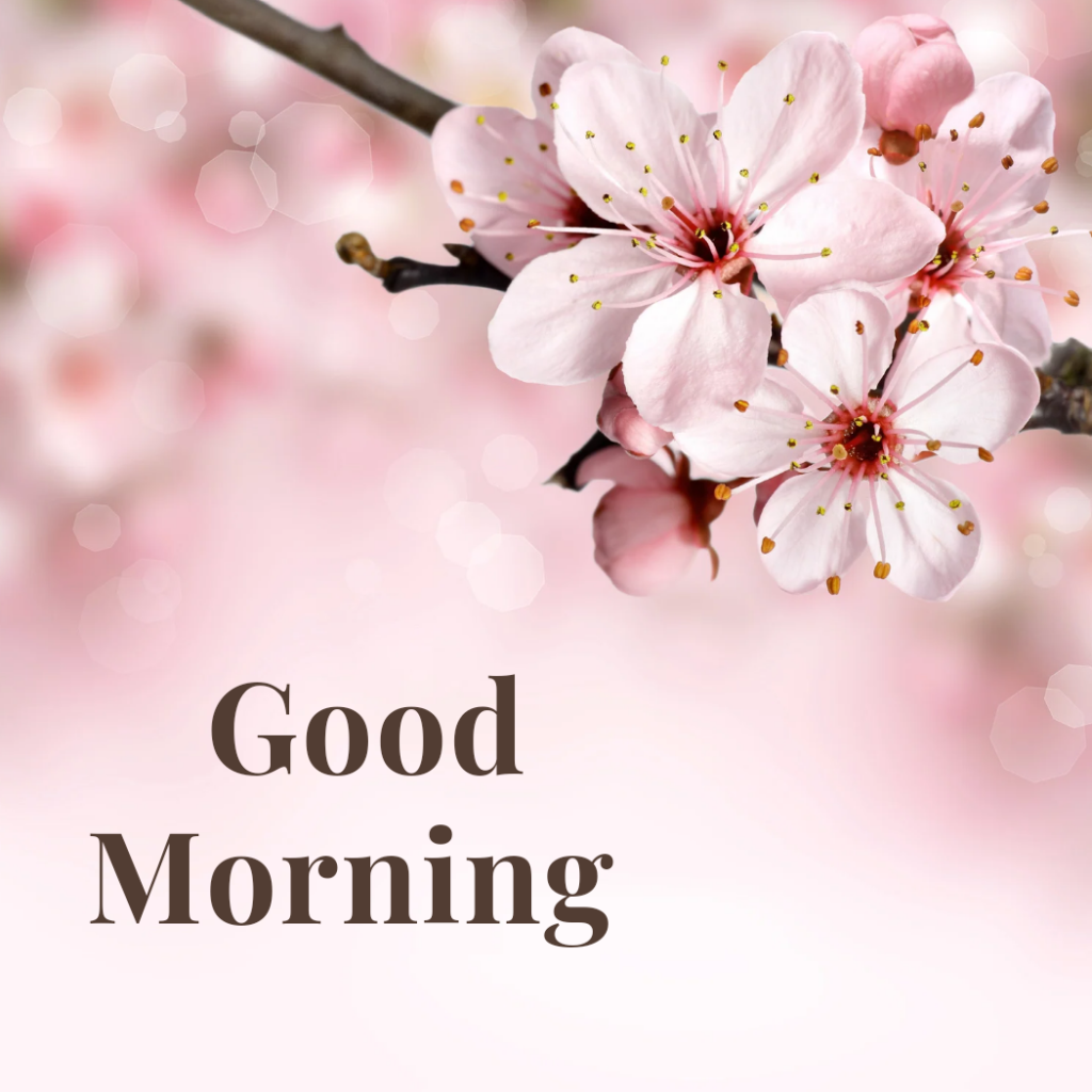Pink Flower With the Words Good Morning