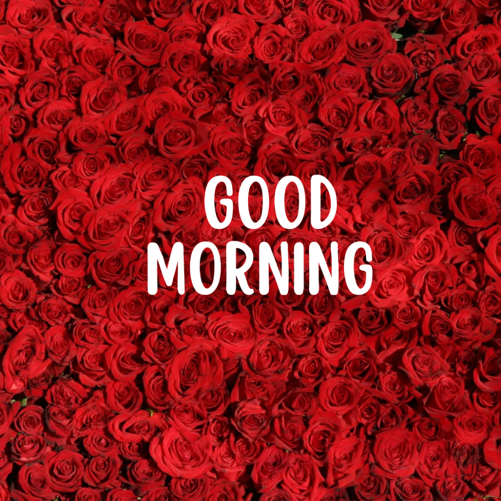 good morning word with red flowers background.
