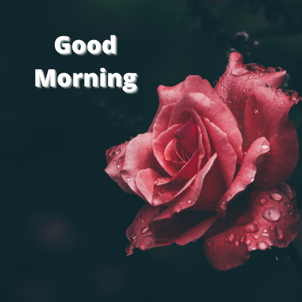 Red color rose flowers with good morning word