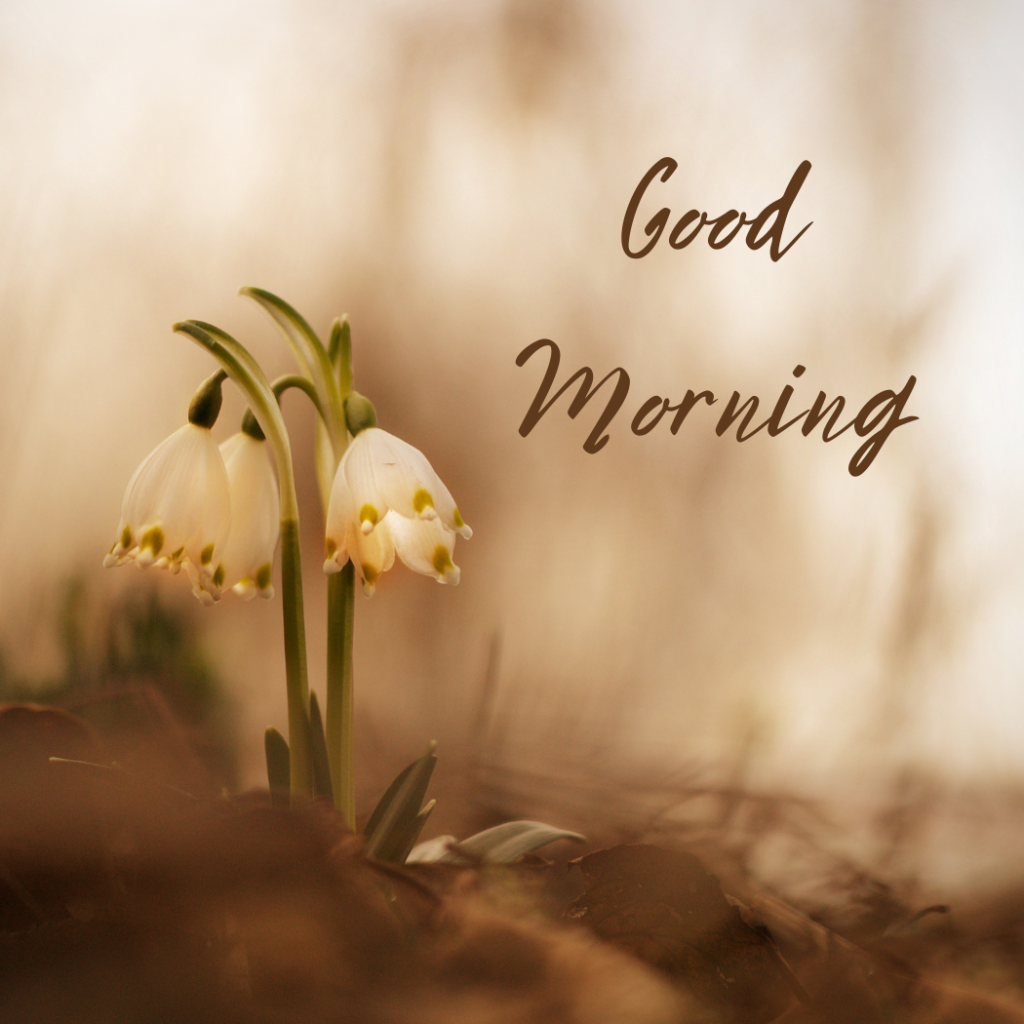 Good Morning Quotes With Beautiful Flowers